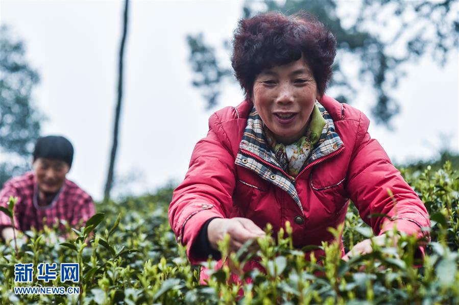 Les célèbres feuilles de thé Longjing, de la ceuillette à la diffusion