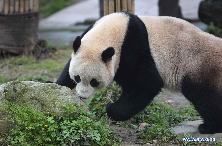 Première présentation au public d'un panda géant né aux Etats-Unis dans le sud-ouest de la Chine
