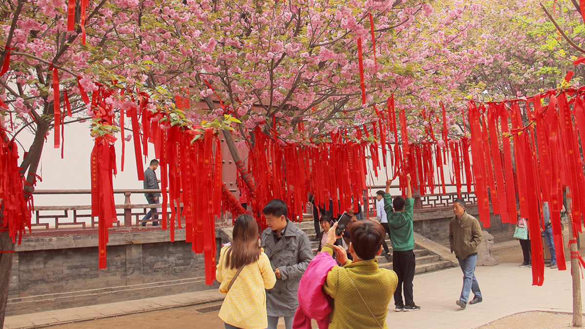 Les fleurs de cerisier du Temple Qinglong de Xi'an