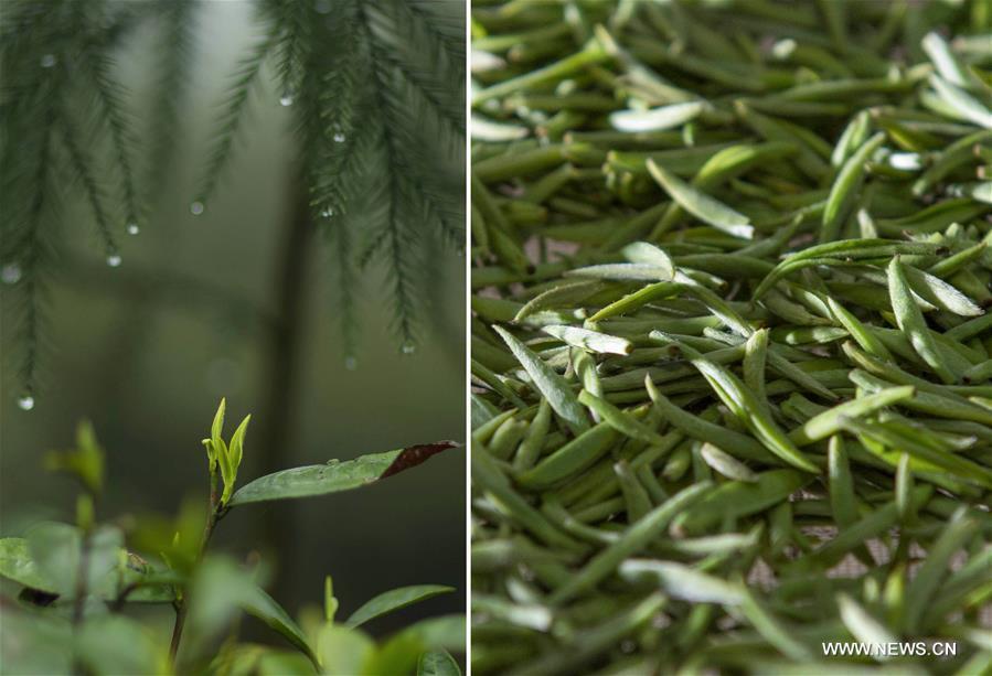 Un jardin de thé biologique dans les forêts d'Emei