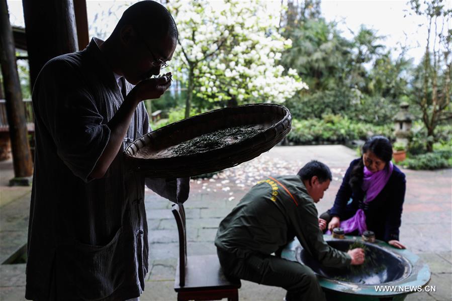 Un jardin de thé biologique dans les forêts d'Emei