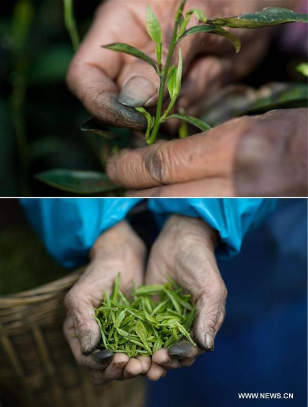Un jardin de thé biologique dans les forêts d'Emei