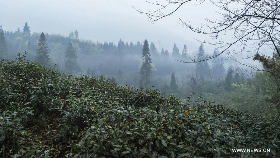 Un jardin de thé biologique dans les forêts d'Emei