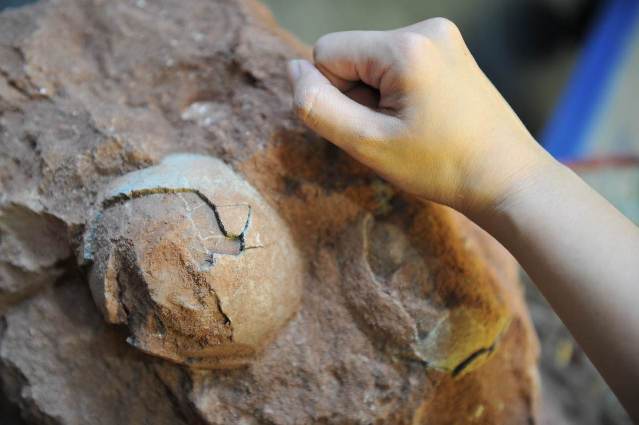 Des œufs de dinosaures de 70 millions d'années découverts en Chine