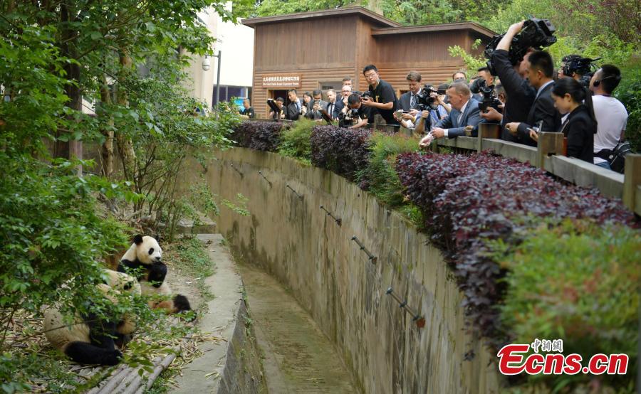 Chengdu : le Premier ministre danois à la rencontre des pandas