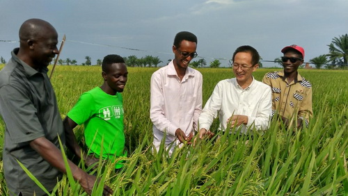 Photo prise au début de 2017, montrant un champ de riz expérimental planté par un groupe d'experts agricoles dans le cadre de l'aide chinoise au Burundi, dont le rendement a atteint jusqu'à 924 kg par mu, contre un rendement moyen de 725,3 kg, établissant un rendement record de riz en Afrique. La photo montre un expert agricole chinois guidant les agriculteurs locaux dans la rizière expérimentale.