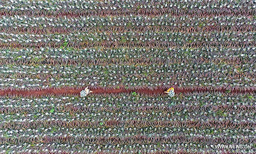 Ananas : des champs colorés dans le sud de la Chine