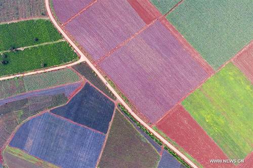 Ananas : des champs colorés dans le sud de la Chine