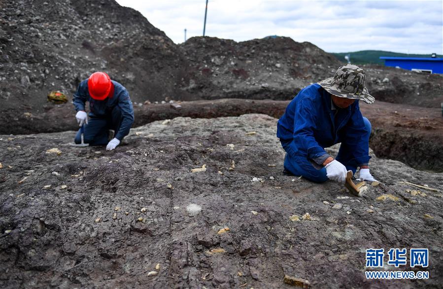 Fossiles de dinosaure : des fouilles continues dans le Jilin
