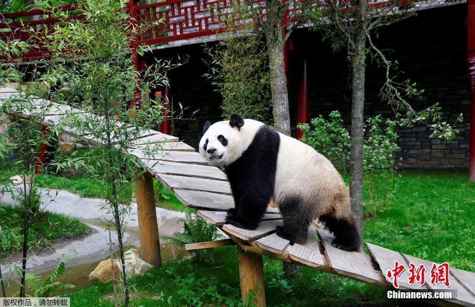 Débuts de deux pandas géants dans un zoo néerlandais