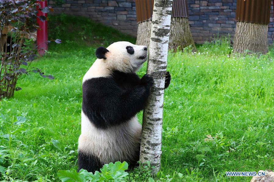 Débuts enchanteurs pour deux pandas géants dans un zoo néerlandais