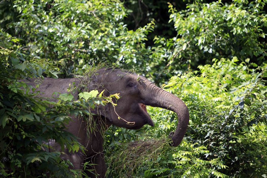 Quand un éléphanteau découvre la vie sauvage