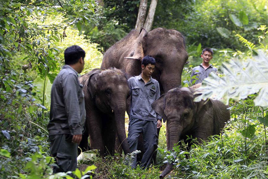 Quand un éléphanteau découvre la vie sauvage