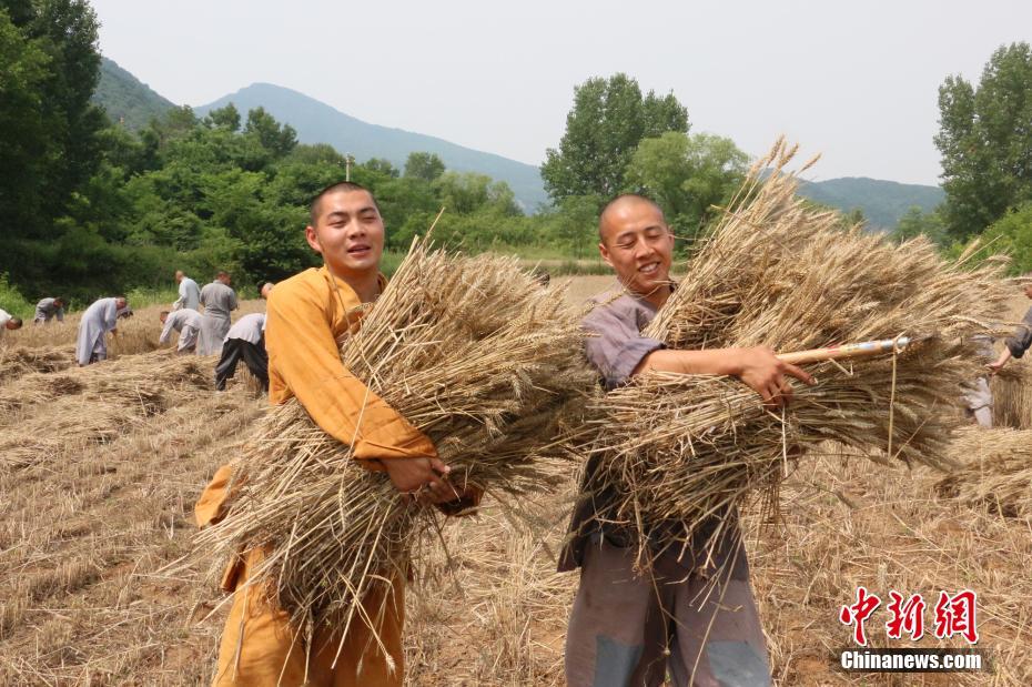 Saison des récoltes pour les moines de Shaolin 