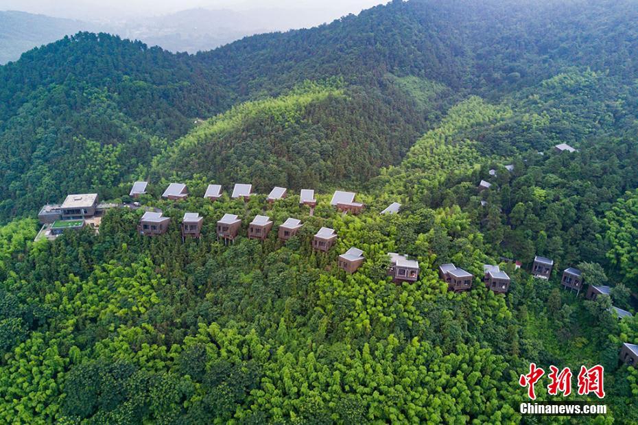 Liyang : sa forêt de bambous et ses maisons dans les arbres