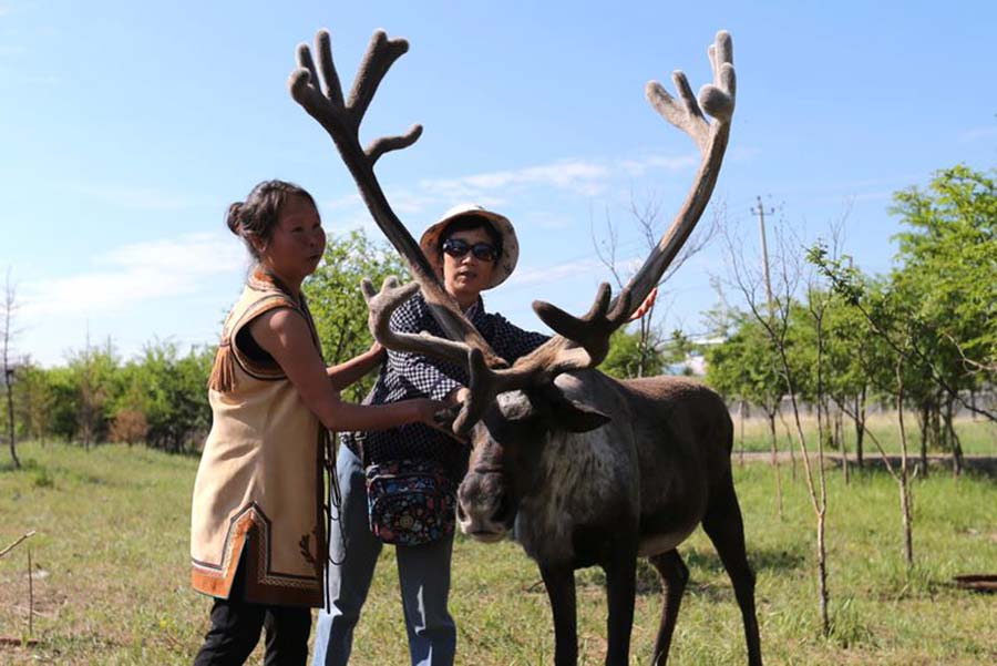 Agritourisme : élevage de caribous dans le nord de la Chine