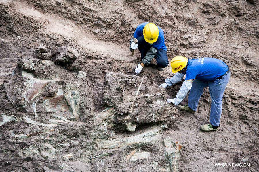 Chine : un grand site de fossiles de dinosaures découvert à Chongqing