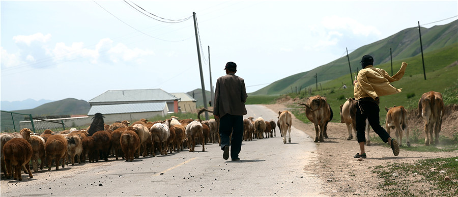 La transhumance des troupeaux dans le trafic routier