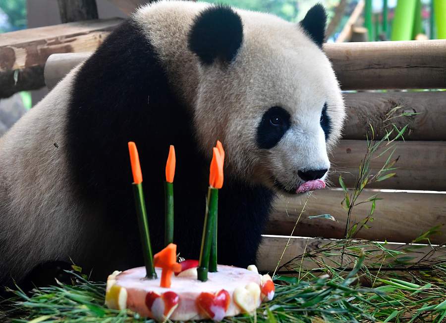 Le panda Meng Meng célèbre son 4e anniversaire au zoo de Berlin