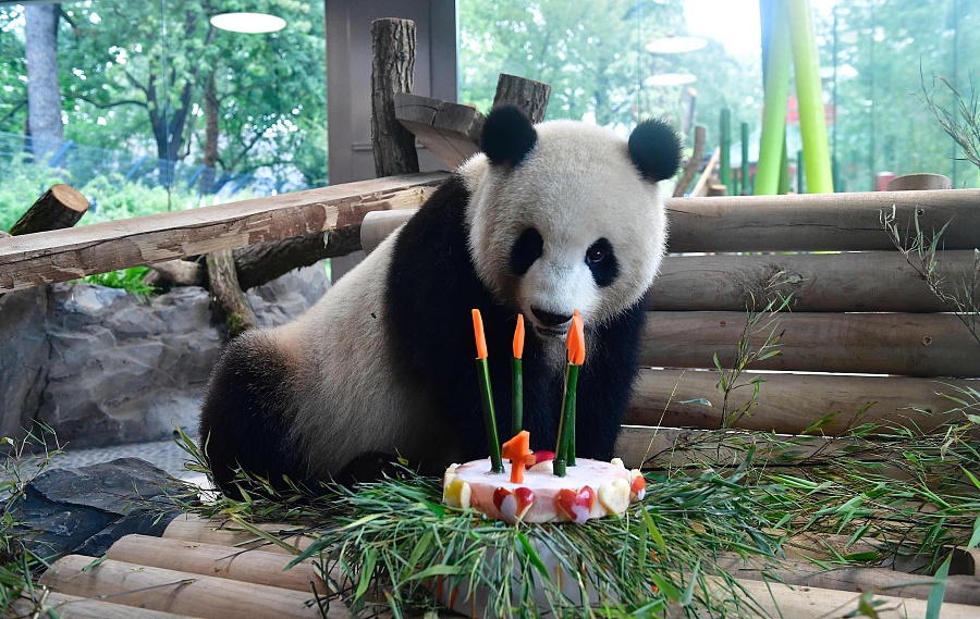 Le panda Meng Meng célèbre son 4e anniversaire au zoo de Berlin