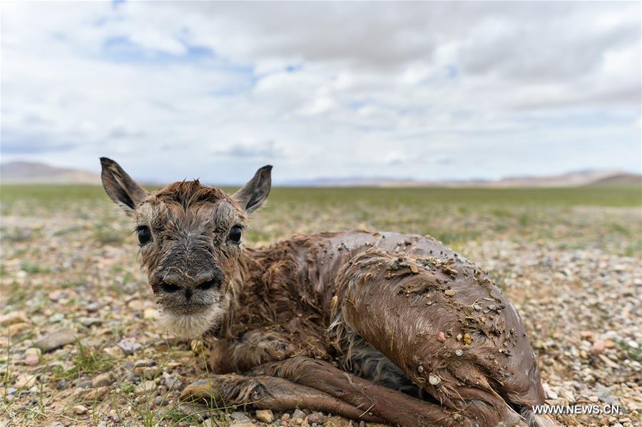 Le nombre d'antilopes du Tibet a atteint plus de 200 000 à Changtang