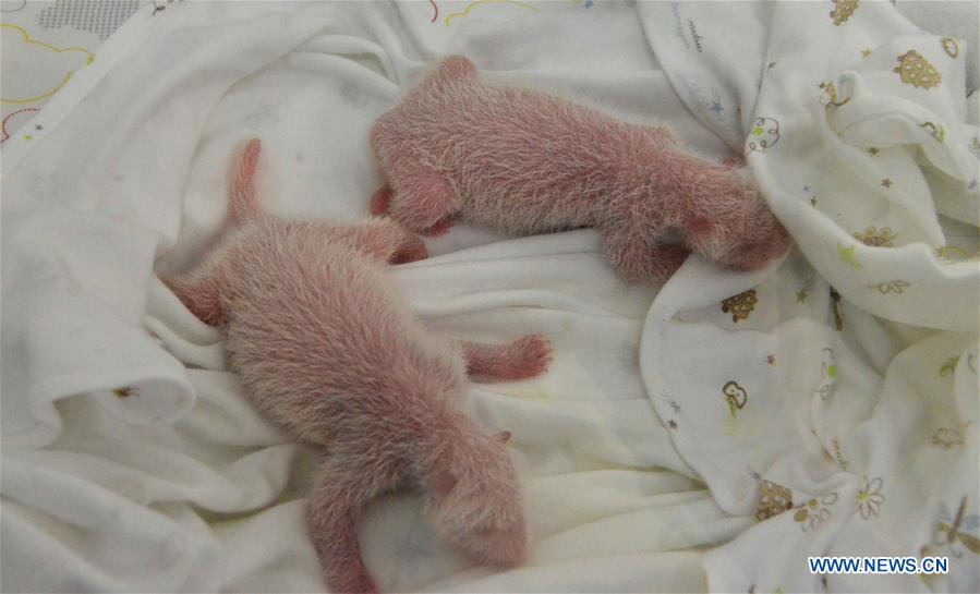 Le panda géant Lin Bing donne naissance à des jumeaux