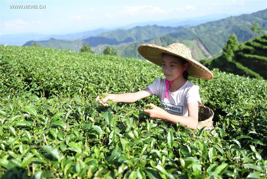 Récolte d'été du thé du Guangxi