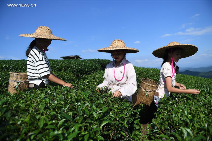Récolte d'été du thé du Guangxi