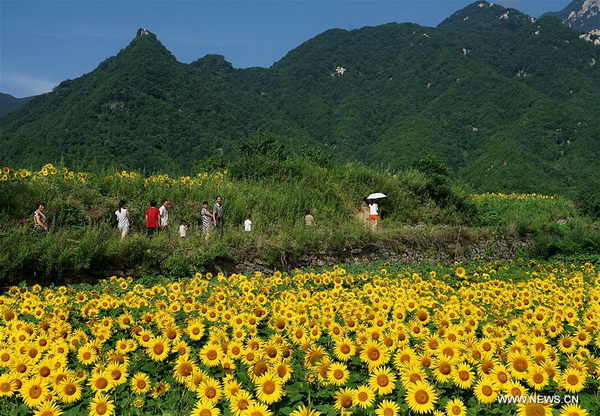 Chine : champ de tournesols au Henan