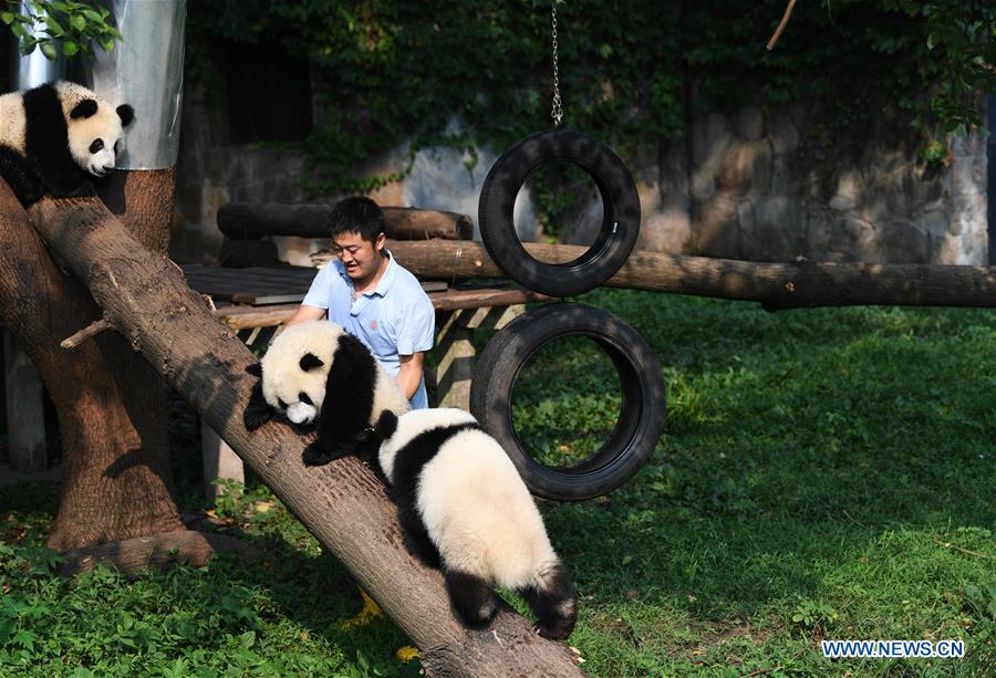 Le papa des pandas de Chongqing