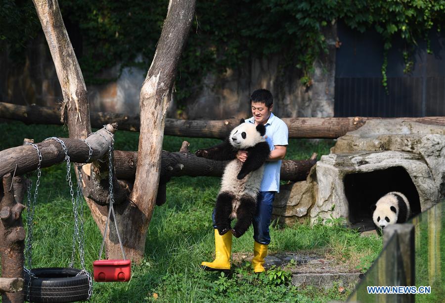 Le papa des pandas de Chongqing