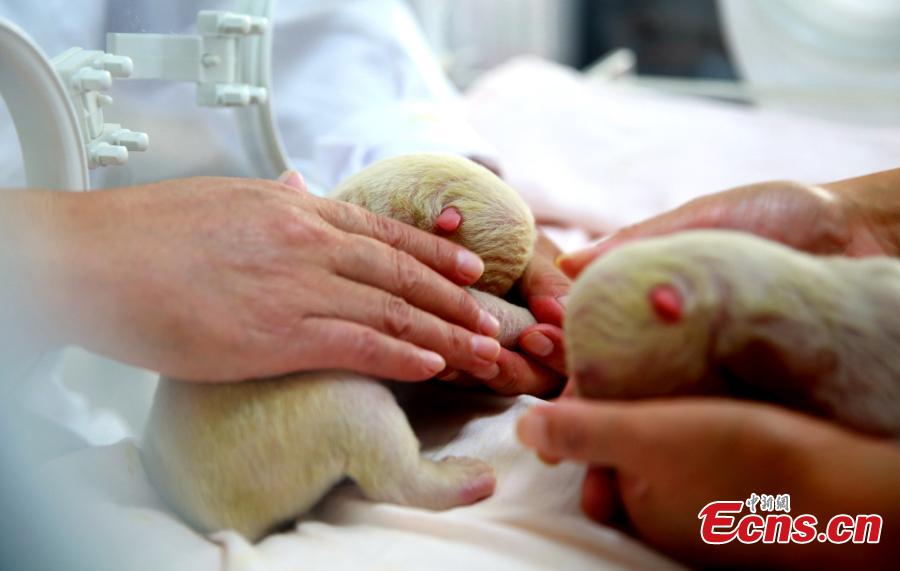 Naissance d'ours polaires jumeaux dans l'est de Chine