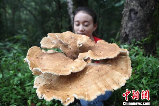 Un champignon géant trouvé dans le Yunnan