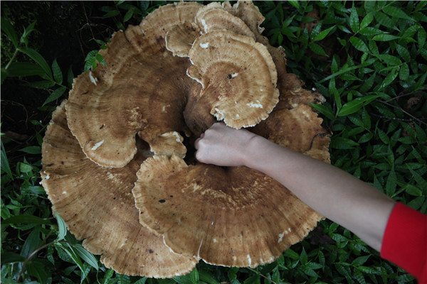 Un champignon géant trouvé dans le Yunnan