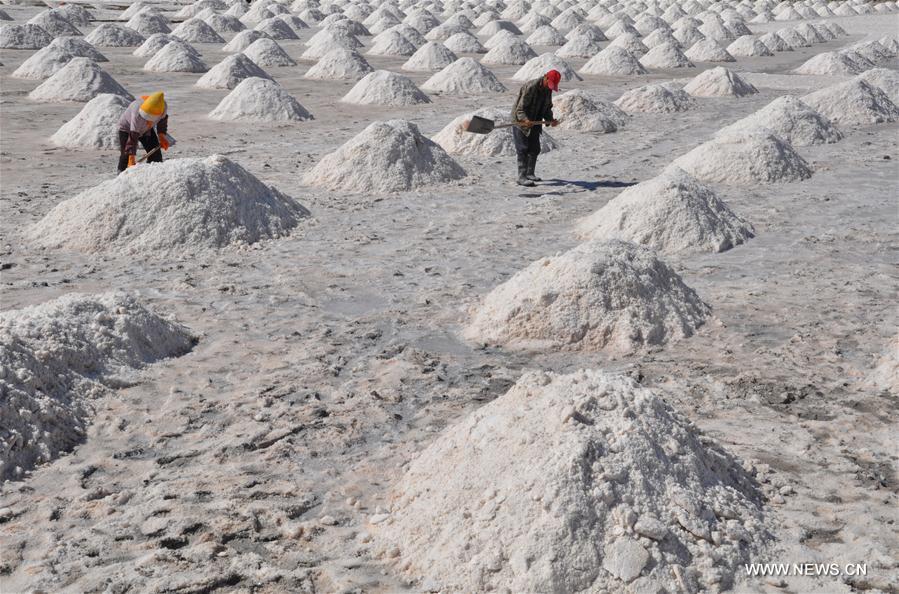 Récolte du sel brut dans le nord-ouest de la Chine