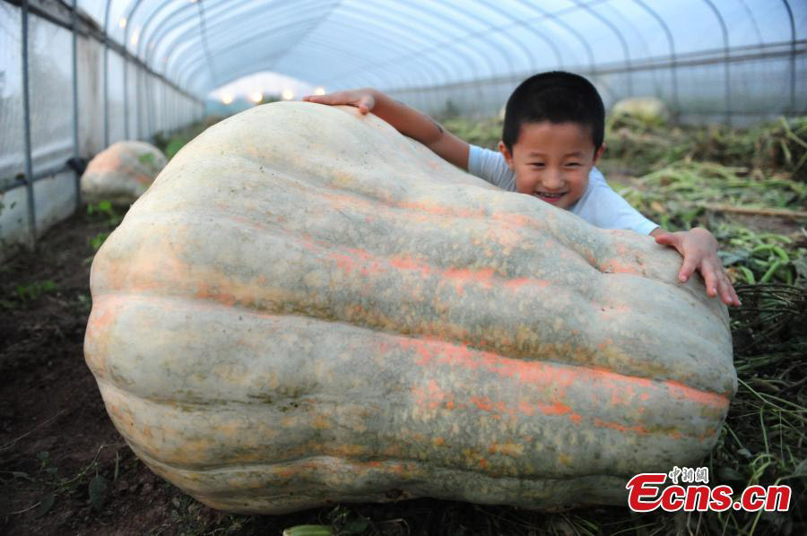 Un potiron géant de 280 kilos dans l'est de la Chine