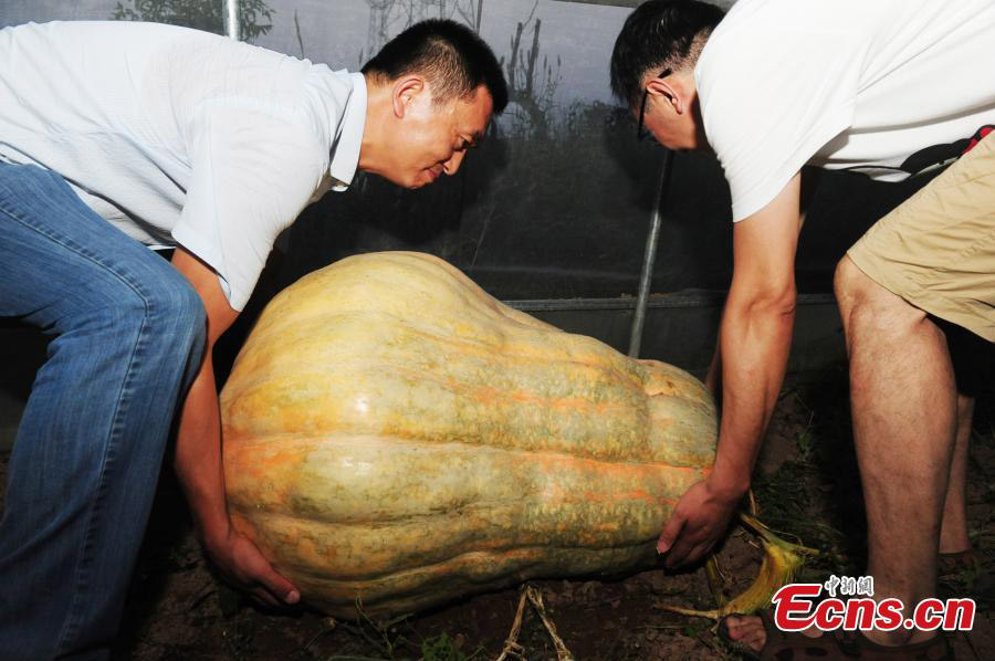 Un potiron géant de 280 kilos dans l'est de la Chine