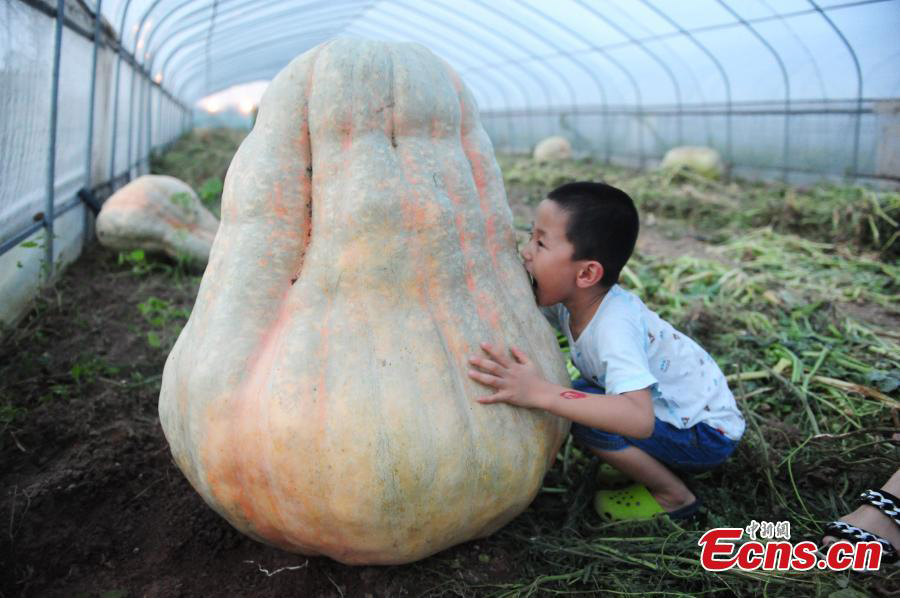 Un potiron géant de 280 kilos dans l'est de la Chine
