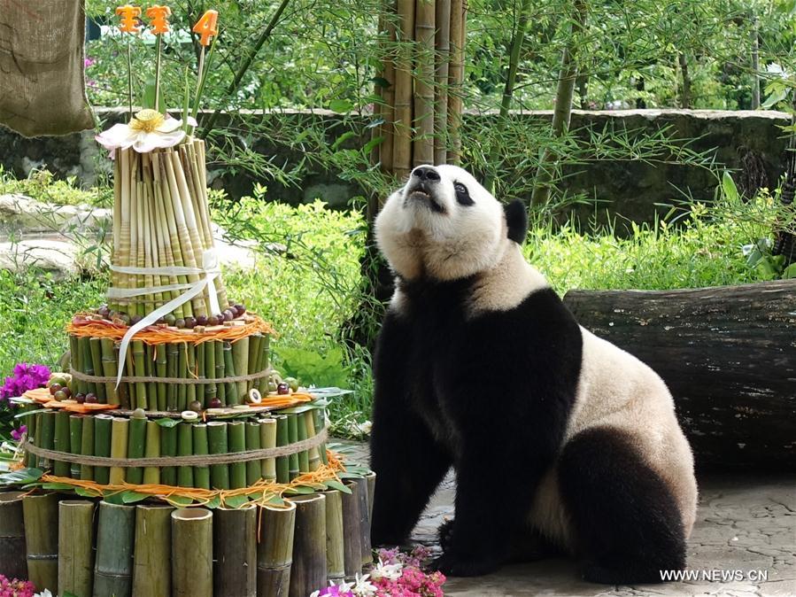 Bao Bao, le panda né aux Etats-Unis, fête son quatrième anniversaire