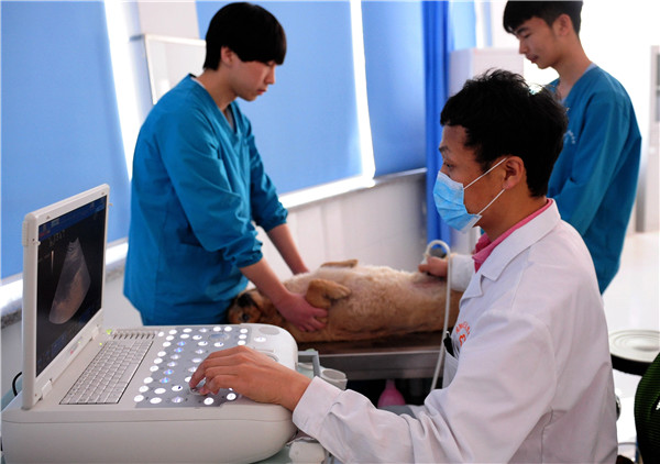 Vétérinaire, profession d'avenir en Chine