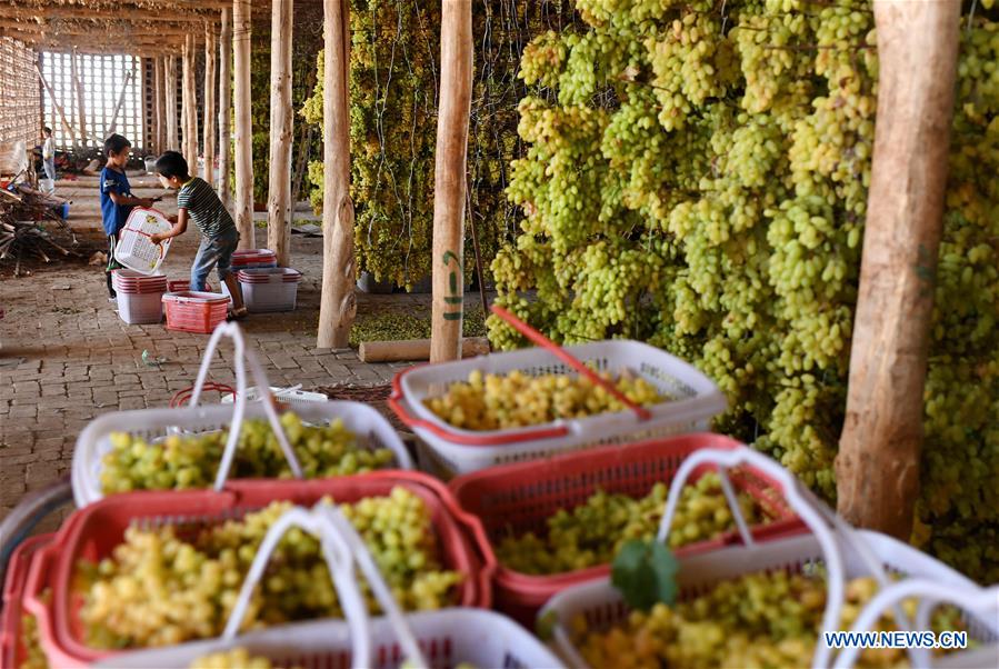 Production de raisins secs dans le Xinjiang 