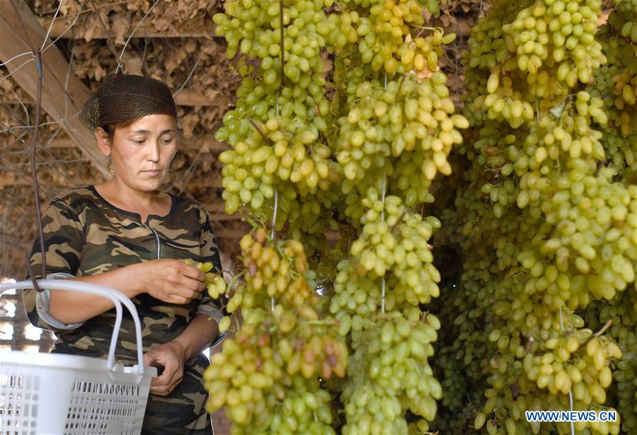 Production de raisins secs dans le Xinjiang 