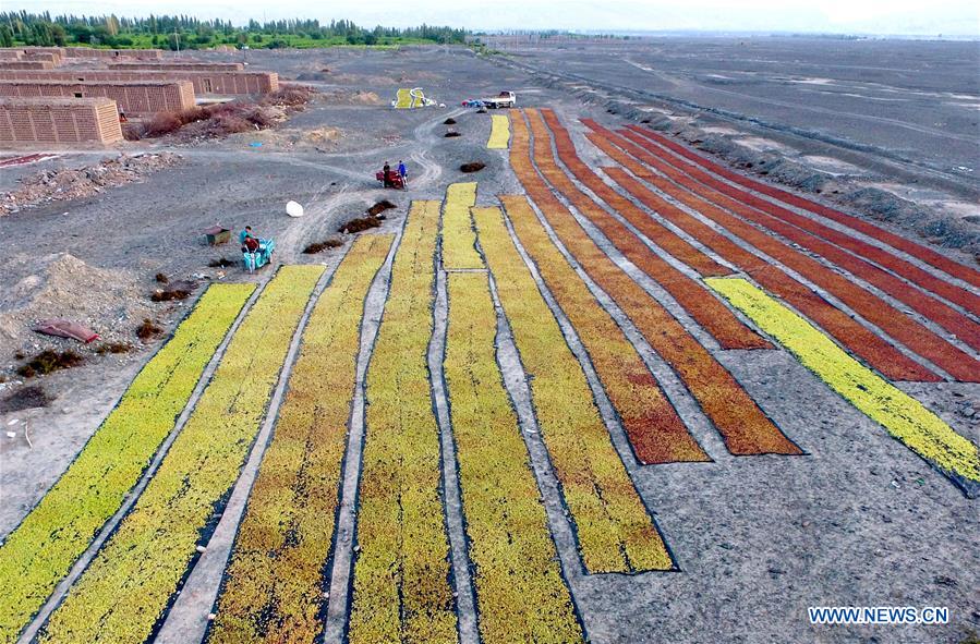 Production de raisins secs dans le Xinjiang 