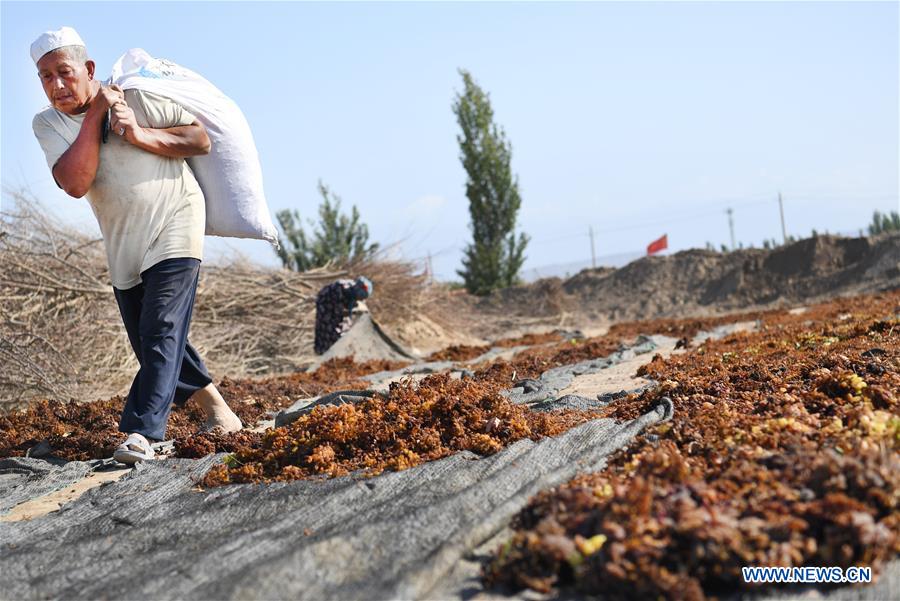 Production de raisins secs dans le Xinjiang 