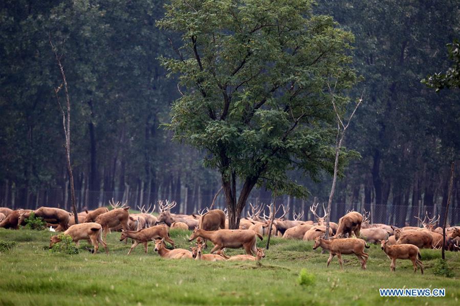 Les cerfs protégés de la réserve naturelle de Yancheng