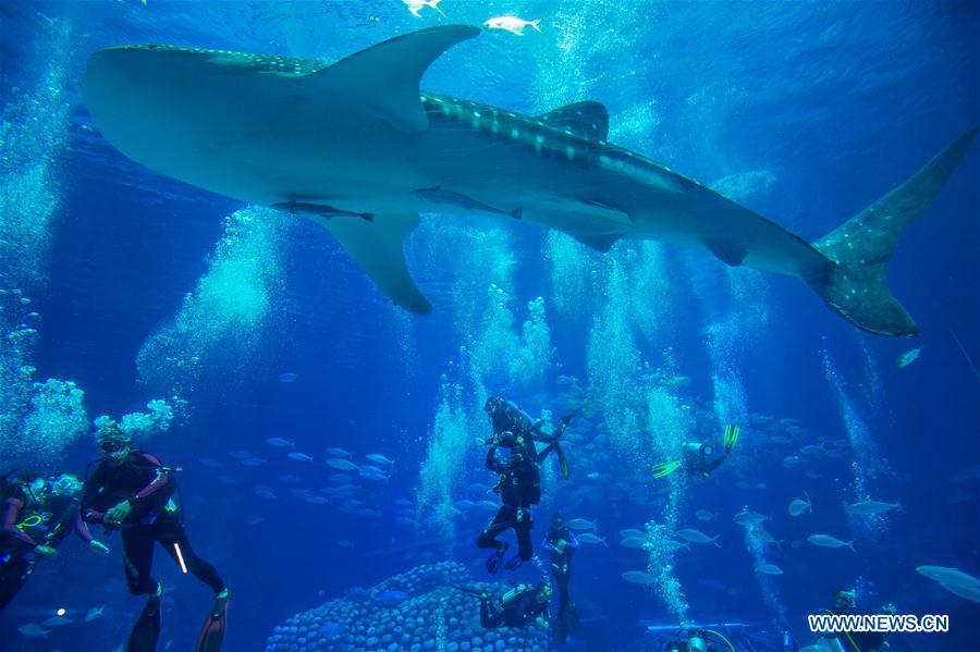 Zhuhai : une plongée avec des requins-baleines