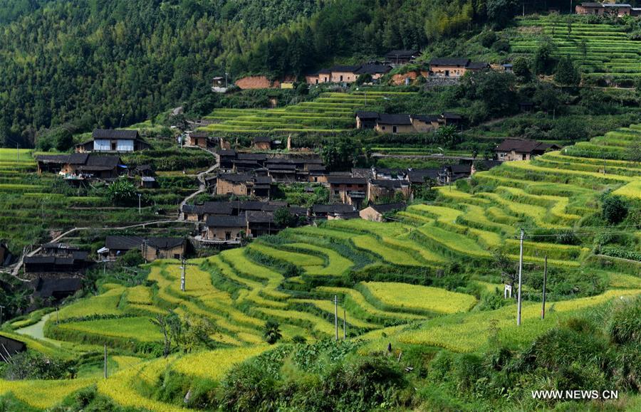 Paysages de terrasses dans le Fujian