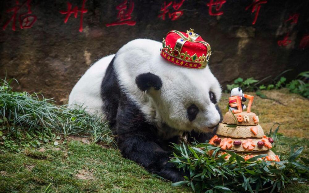 Mort à 37 ans de Basi, le plus vieux panda en captivité du monde