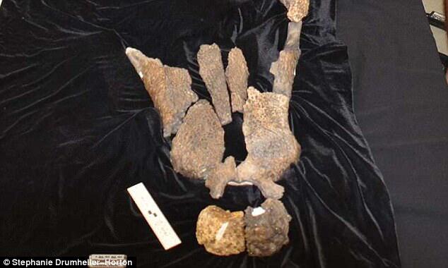 Découverte d'un fossile de crocodile mangeur de dinosaures au Texas