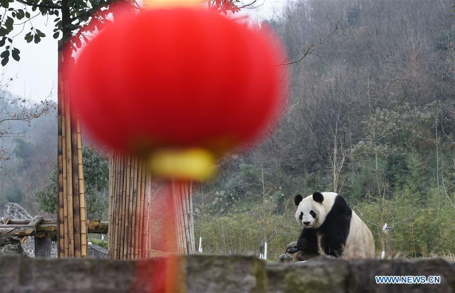 Création d'un parc national interprovincial pour les pandas